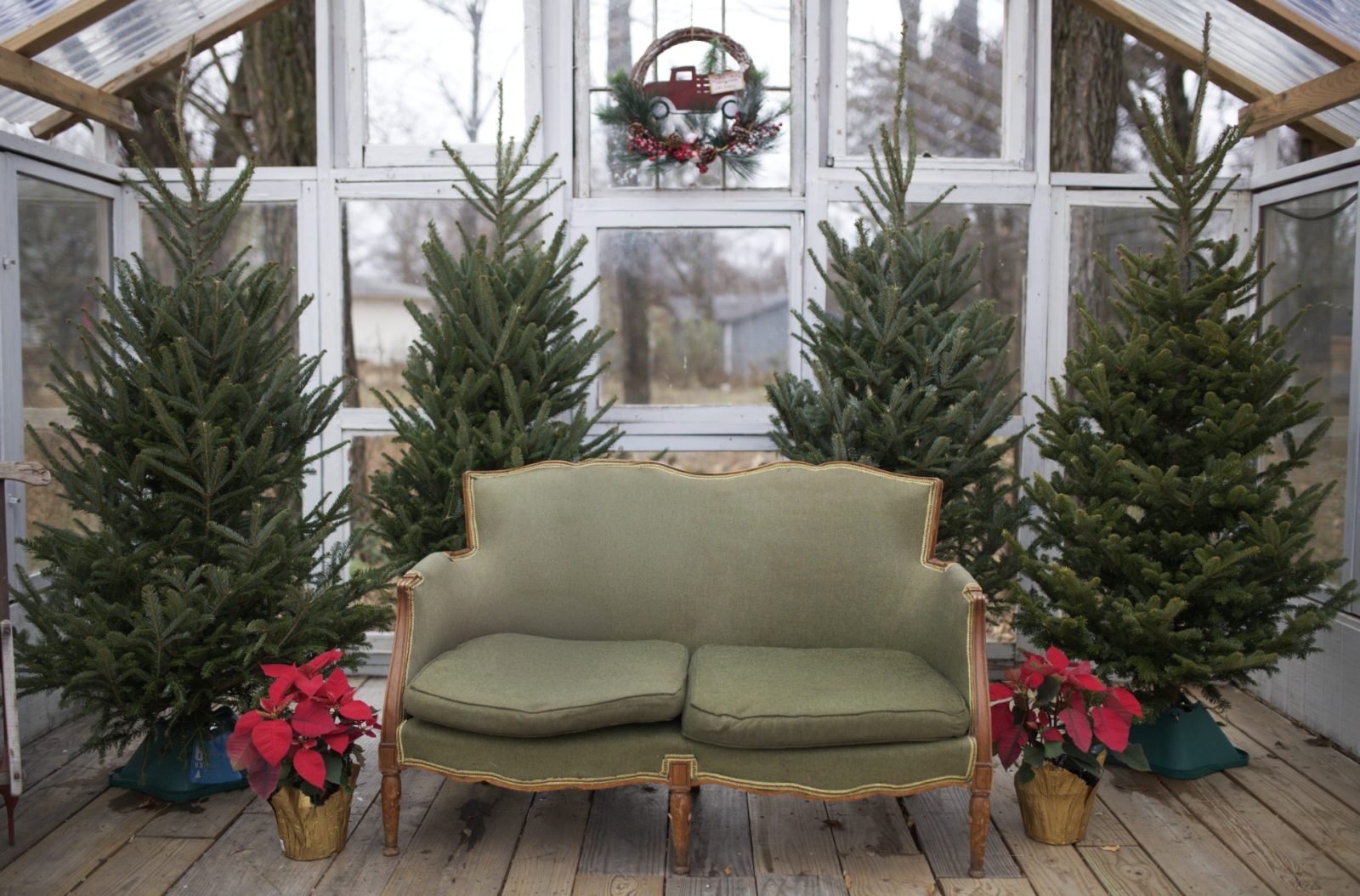 Greenhouse Christmas Minis featured photograph